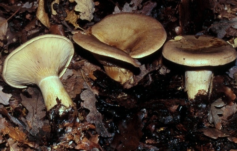 Clitocybe geotropa  a confronto - Fungo siciliano 01